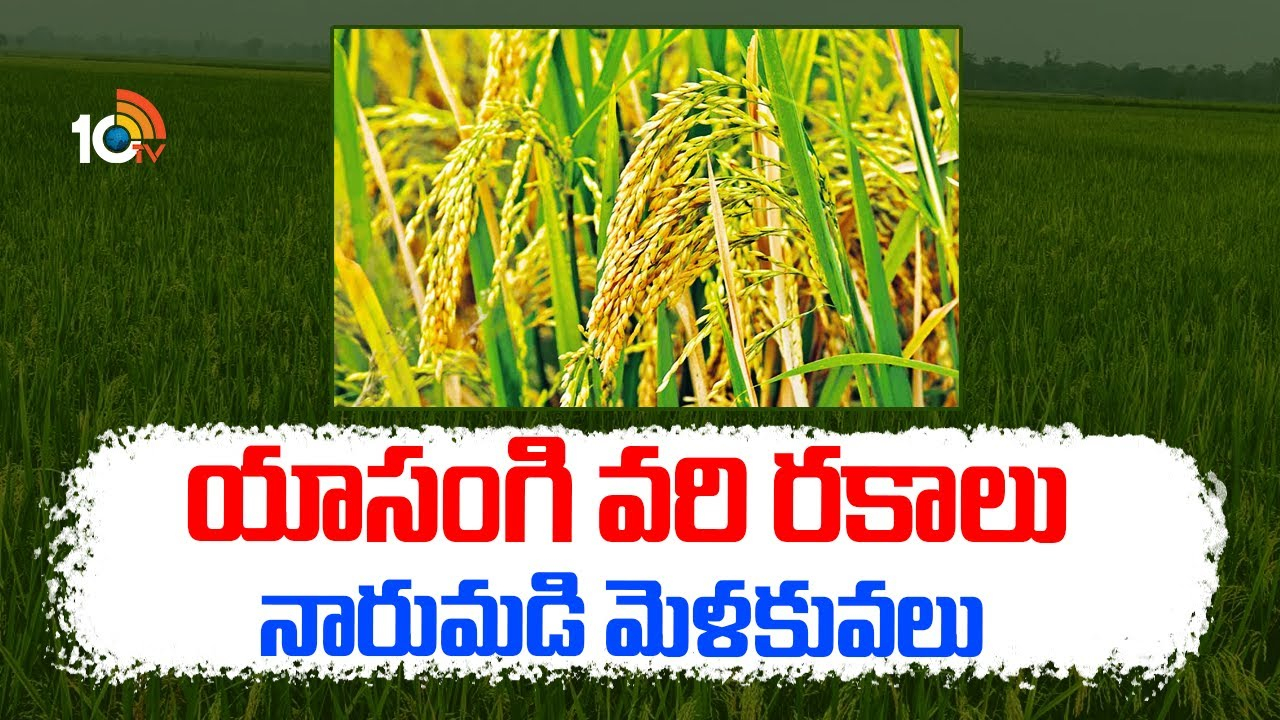 Yasangi Paddy Cultivation : యాసంగికి అనువైన స్వల్పకాలిక వరి రకాలు – నారుమడి యాజమాన్యంలో మెళకువలు Yasangi Paddy Cultivation : యాసంగికి అనువైన స్వల్పకాలిక వరి రకాలు – నారుమడి యాజమాన్యంలో మెళకువలు