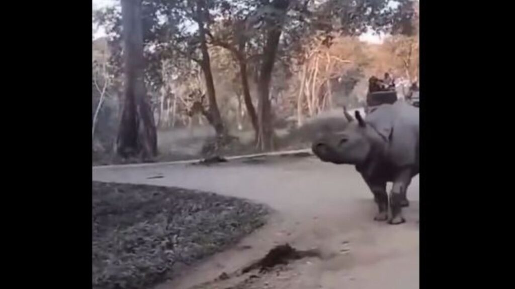 rhino in Kaziranga