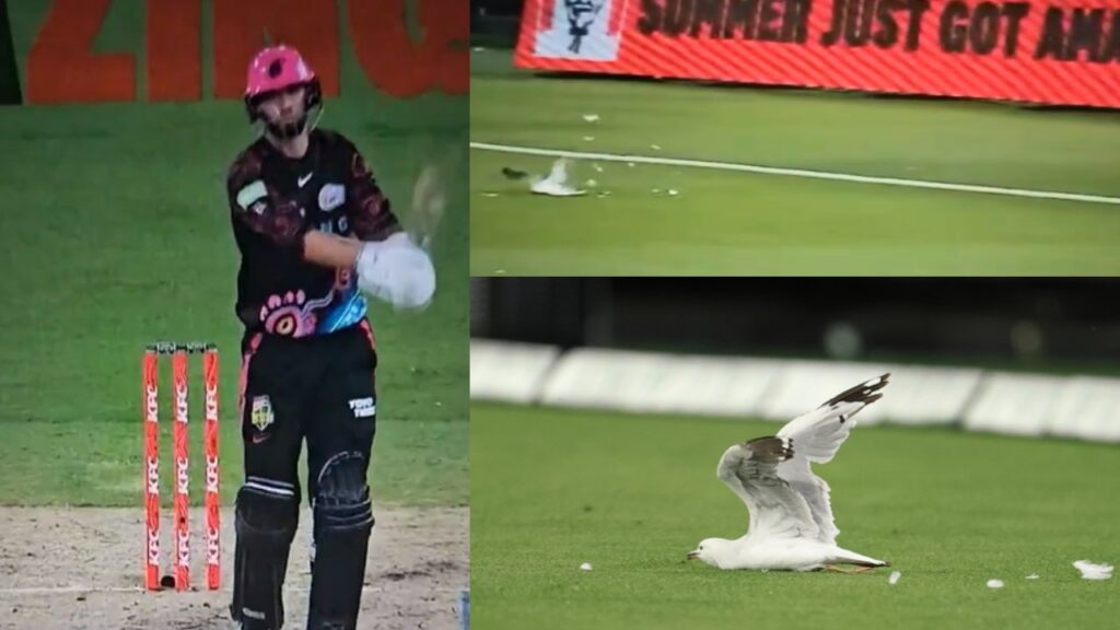 BBL 2025 Cricketer James Vince Accidentally Hits Seagull during Sydney Sixers Vs Melbourne Stars Match