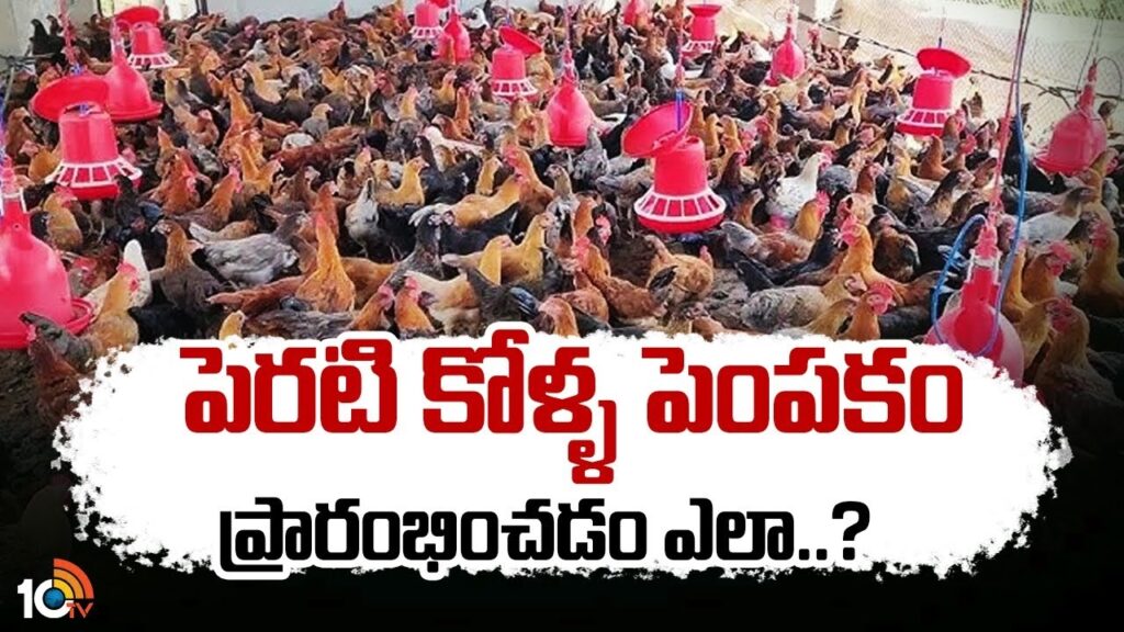 Backyard Poultry farming techniques in Telugu