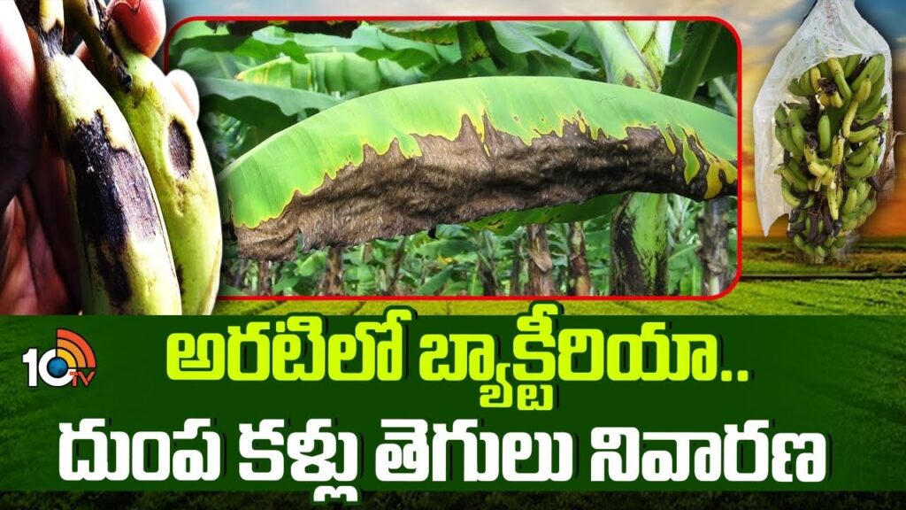 Bacteria in Banana Farming