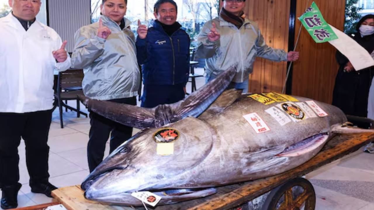 Tuna Fish: బాబోయ్.. ఒక్క చేప ఖరీదు రూ.11కోట్లు.. ఎక్కడో తెలుసా..? దాని ప్రత్యేకత ఏమిటంటే.. Tuna Fish: బాబోయ్.. ఒక్క చేప ఖరీదు రూ.11కోట్లు.. ఎక్కడో తెలుసా..? దాని ప్రత్యేకత ఏమిటంటే..