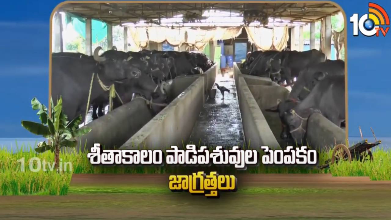 Cattle Winter Care : చలికాలంలో పాడిపశువుల్లో వ్యాధులు.. ఈ జాగ్రత్తలు పాటిస్తేనే పాల దిగుబడి అంటున్న శాస్త్రవేత్తలు Cattle Winter Care : చలికాలంలో పాడిపశువుల్లో వ్యాధులు.. ఈ జాగ్రత్తలు పాటిస్తేనే పాల దిగుబడి అంటున్న శాస్త్రవేత్తలు