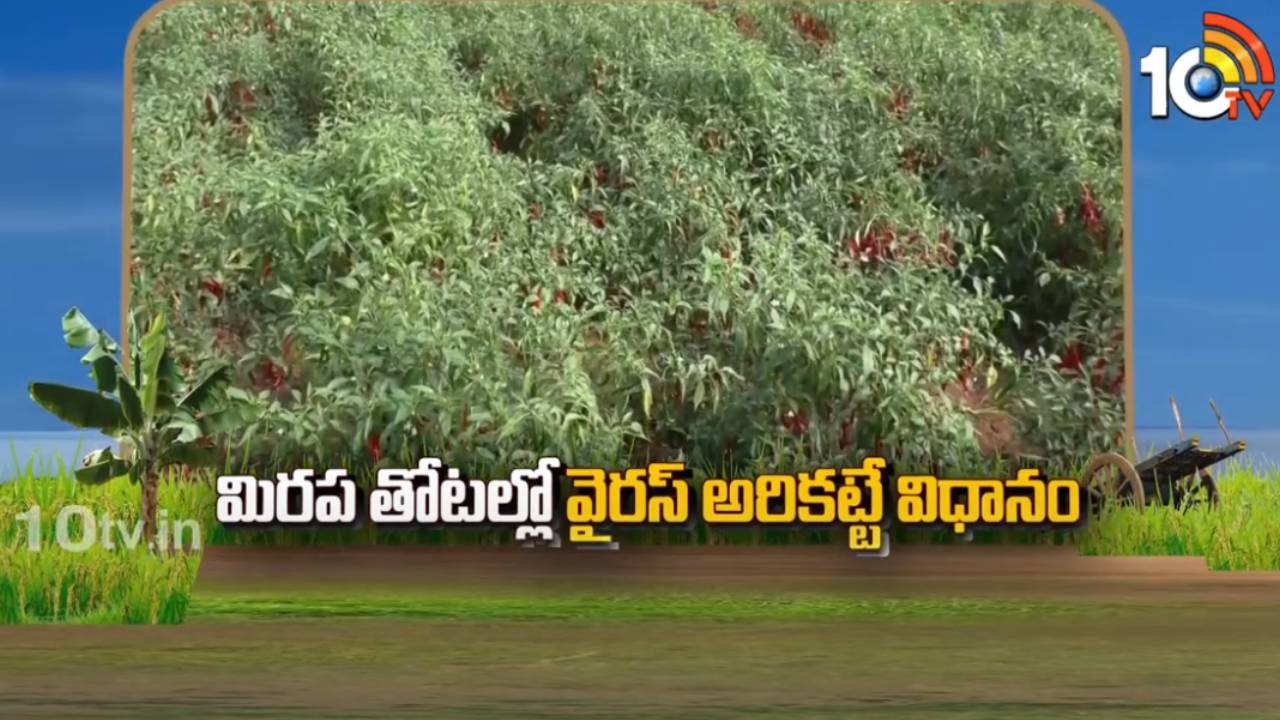 Chilli Plantations : మిరప తోటల్లో వైరస్ తెగులు ఉధృతి – నివారణకు చేపట్టాల్సిన యాజమాన్యం Chilli Plantations : మిరప తోటల్లో వైరస్ తెగులు ఉధృతి – నివారణకు చేపట్టాల్సిన యాజమాన్యం