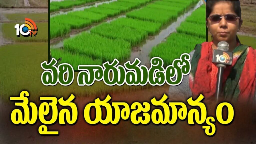 Comprehensive Ownership in Rice Narumadi
