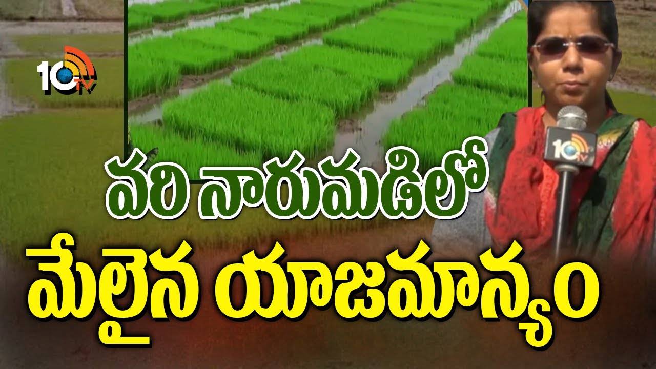 Vari Narumadi : వరి నారుమళ్లలో ఎదుగుదల లోపం.. మంచు నుంచి నారు సంరక్షణకు చర్యలేంటి? Vari Narumadi : వరి నారుమళ్లలో ఎదుగుదల లోపం.. మంచు నుంచి నారు సంరక్షణకు చర్యలేంటి?