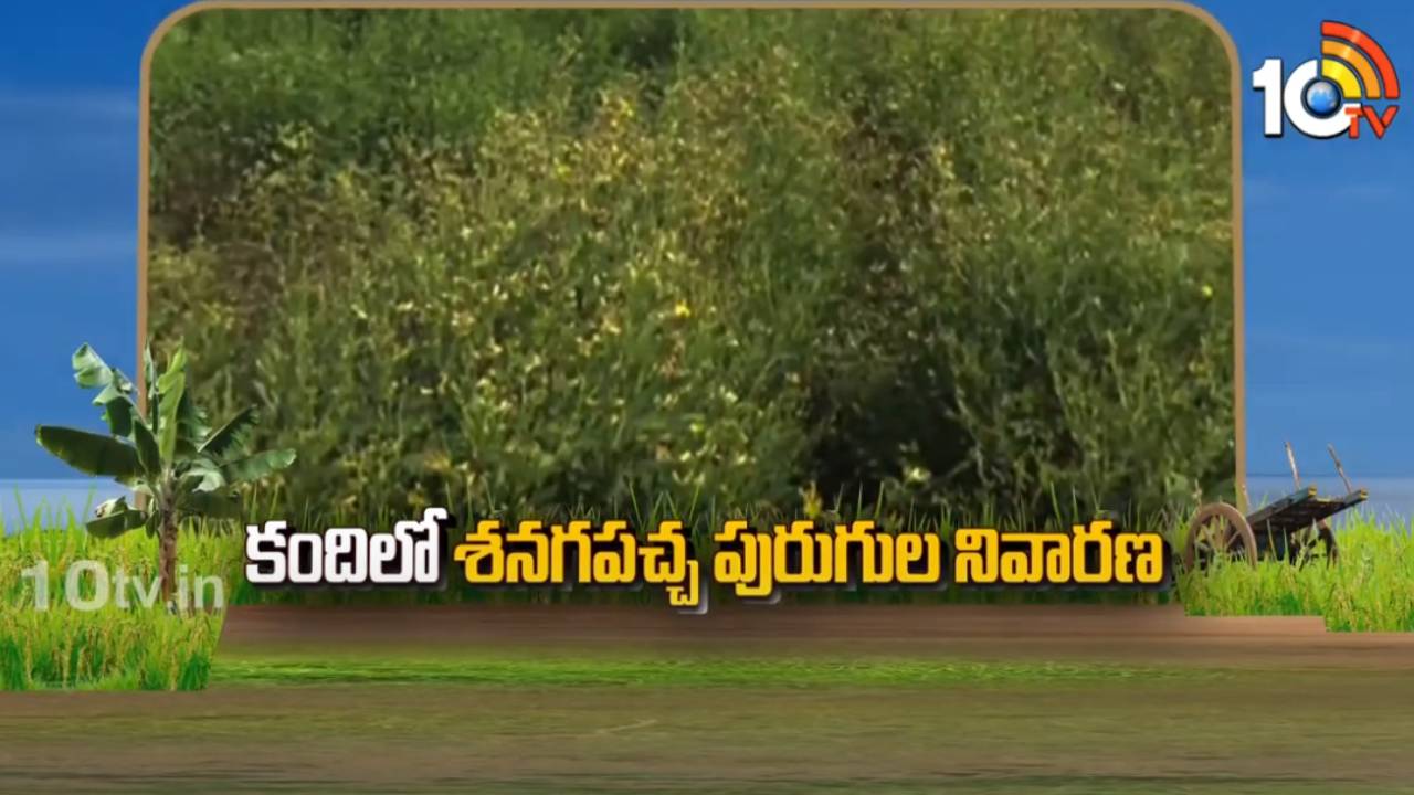 Peanut Mealybug : కందిలో శనగపచ్చ పురుగు.. ఈ సూచనలు పాటిస్తే తొలి దశలోనే చెక్ పెట్టొచ్చు! Peanut Mealybug : కందిలో శనగపచ్చ పురుగు.. ఈ సూచనలు పాటిస్తే తొలి దశలోనే చెక్ పెట్టొచ్చు!