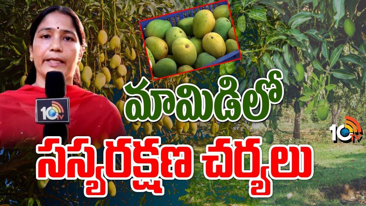 Crop Protection : మామిడి పూత, కాత సమయంలో పురుగులు, తెగుళ్ల బెడద Crop Protection : మామిడి పూత, కాత సమయంలో పురుగులు, తెగుళ్ల బెడద
