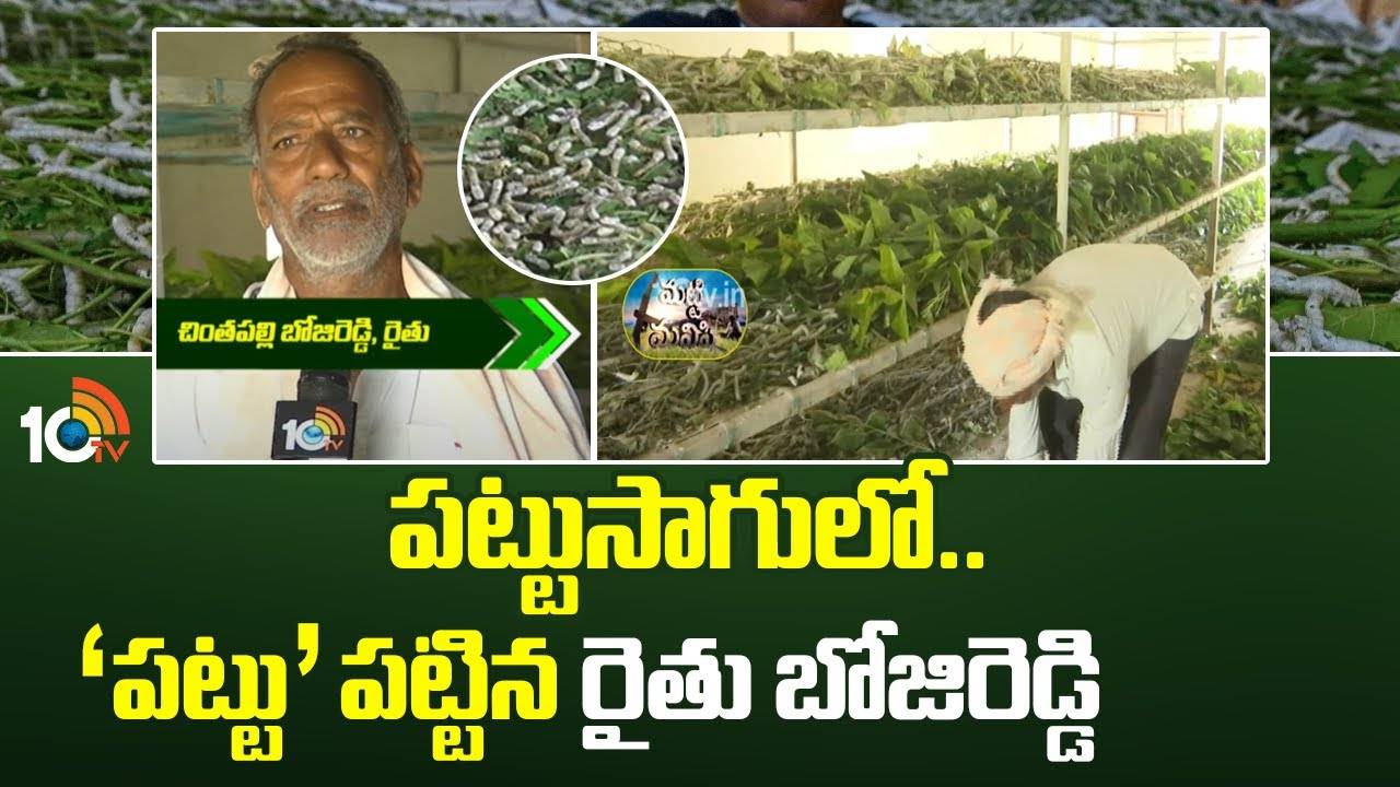 Silk Cultivation : పట్టుసాగులో.. ‘పట్టు’ పట్టిన రైతు బోజిరెడ్డి Silk Cultivation : పట్టుసాగులో.. ‘పట్టు’ పట్టిన రైతు బోజిరెడ్డి
