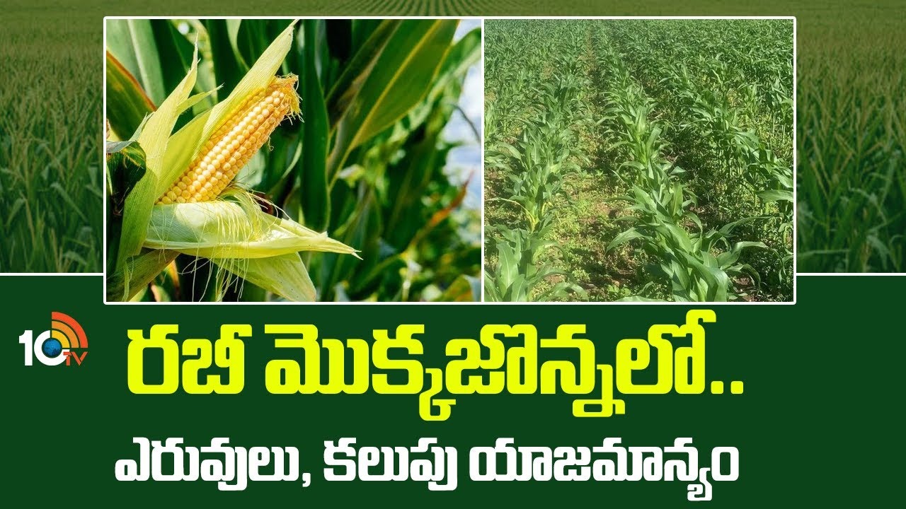 Rabi Maize : రబీ మొక్కజొన్నలో.. ఎరువులు, కలుపు యాజమాన్యం Rabi Maize : రబీ మొక్కజొన్నలో.. ఎరువులు, కలుపు యాజమాన్యం