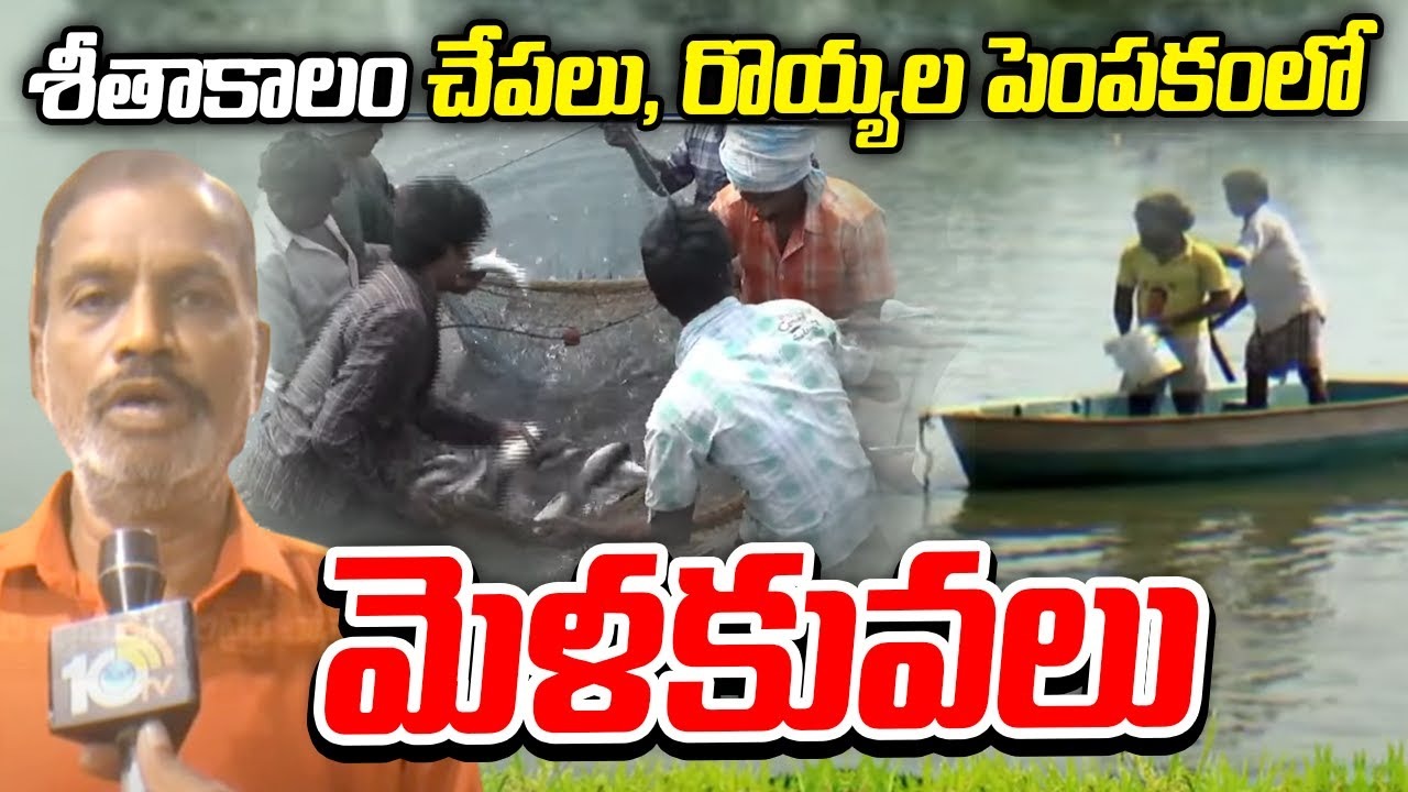 Fishing Aquaculture : శీతాకాలం చేపలు, రొయ్యల పెంపకంలో మెళకువలు Fishing Aquaculture : శీతాకాలం చేపలు, రొయ్యల పెంపకంలో మెళకువలు