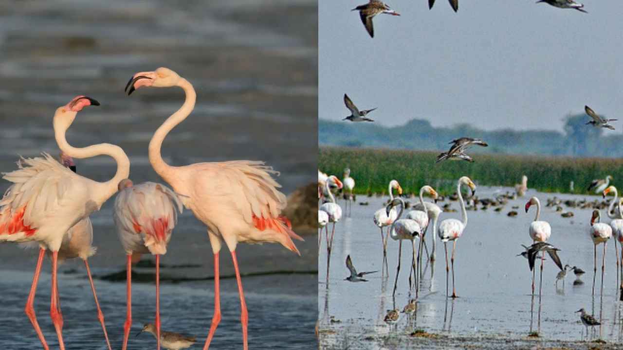 Flamingo Festival