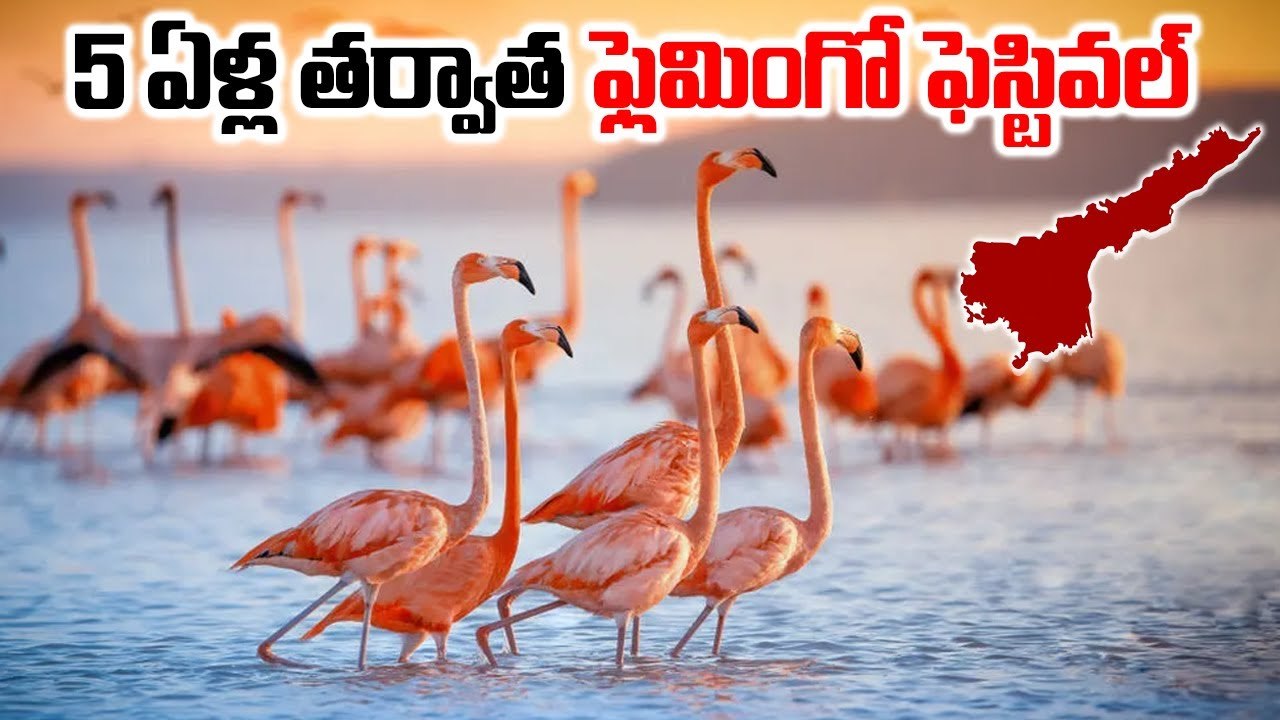 5 ఏళ్ల తర్వాత ఫ్లెమింగో ఫెస్టివల్..