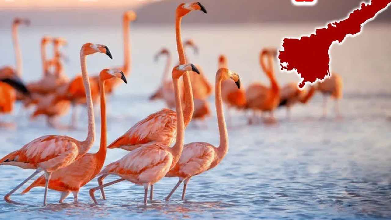 Flamingo Festival : మళ్లీ పక్షుల పండుగ.. నాలుగేళ్ల తర్వాత ఏపీలో ఫ్లెమింగో ఫెస్టివల్.. Flamingo Festival : మళ్లీ పక్షుల పండుగ.. నాలుగేళ్ల తర్వాత ఏపీలో ఫ్లెమింగో ఫెస్టివల్..