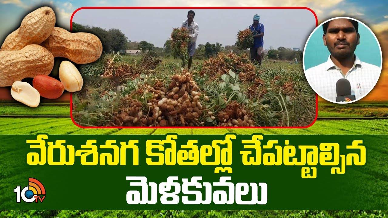 Ground Nut Cultivation : వేరుశనగ కోతలో పాటించాల్సిన జాగ్రత్తలు.. ఏ మాత్రం తేడా వచ్చినా దిగుబడికి నష్టమే! Ground Nut Cultivation : వేరుశనగ కోతలో పాటించాల్సిన జాగ్రత్తలు.. ఏ మాత్రం తేడా వచ్చినా దిగుబడికి నష్టమే!