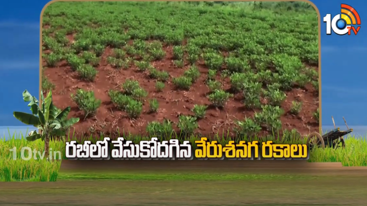 Groundnut Cultivation : రబీ వేరుశనగ సాగుకు సిద్ధమవుతున్న రైతులు – అధిక దిగుబడులకోసం మేలైన రకాలు Groundnut Cultivation : రబీ వేరుశనగ సాగుకు సిద్ధమవుతున్న రైతులు – అధిక దిగుబడులకోసం మేలైన రకాలు