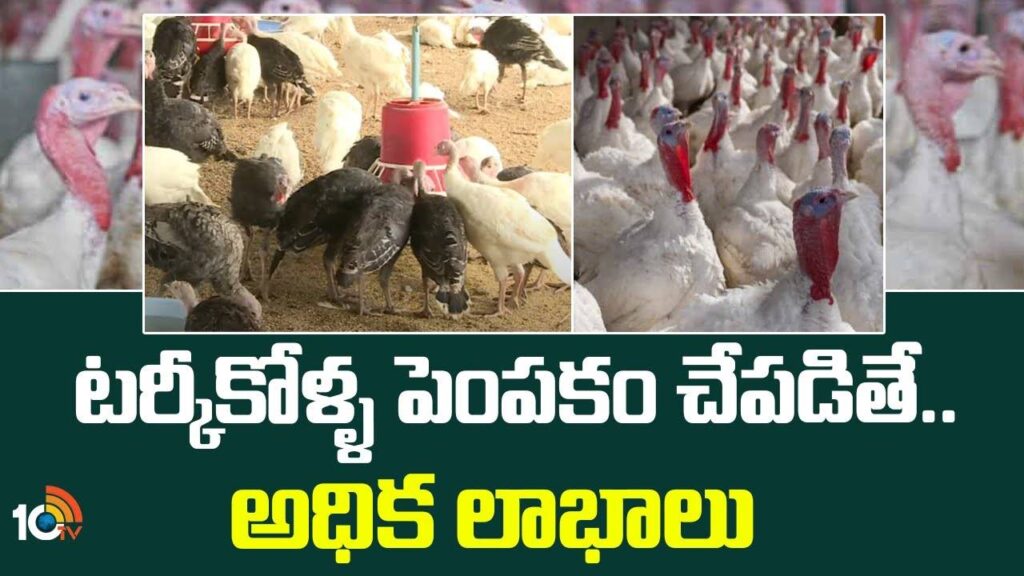 High Profits Earning With Turkey Poultry Farming