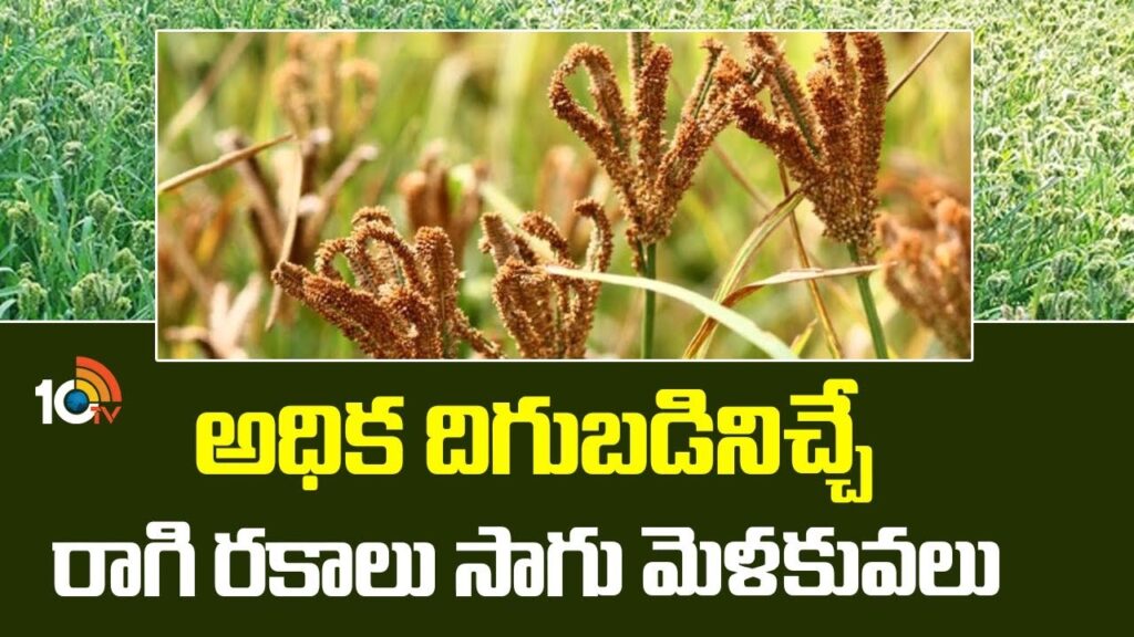 High yielding Ragi Rice Varieties