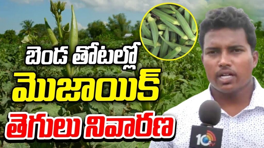 How to control Mosaic Virus Diseases