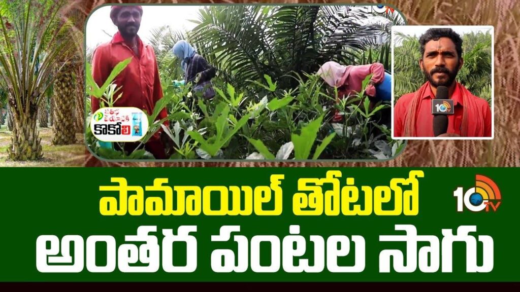 Huge Profits With Intercropping In Oil Palm