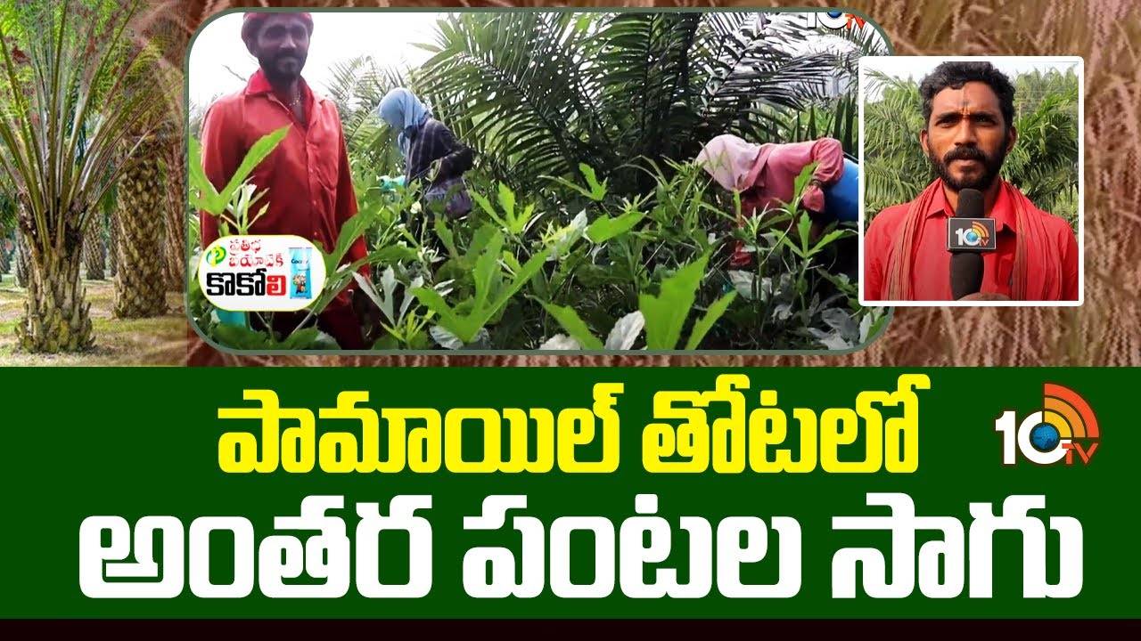 Oil Palm : పామాయిల్లో అంతర పంటలుగా బెండ, మొక్కజొన్న సాగు.. రైతులకు ఎంత ఆదాయం వస్తుందంటే? Oil Palm : పామాయిల్లో అంతర పంటలుగా బెండ, మొక్కజొన్న సాగు.. రైతులకు ఎంత ఆదాయం వస్తుందంటే?