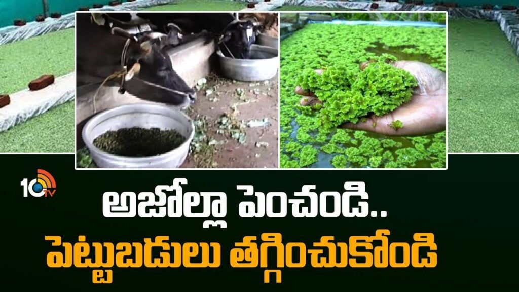 Increase Azolla Farming