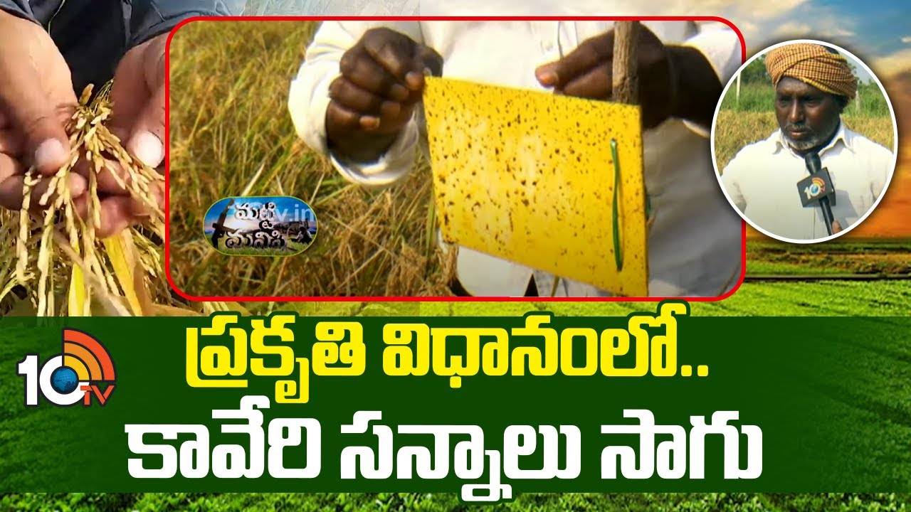 Kaveri Vari Sanna Rakalu : ప్రకృతి విధానంలో.. కావేరి సన్నాలు సాగు Kaveri Vari Sanna Rakalu : ప్రకృతి విధానంలో.. కావేరి సన్నాలు సాగు