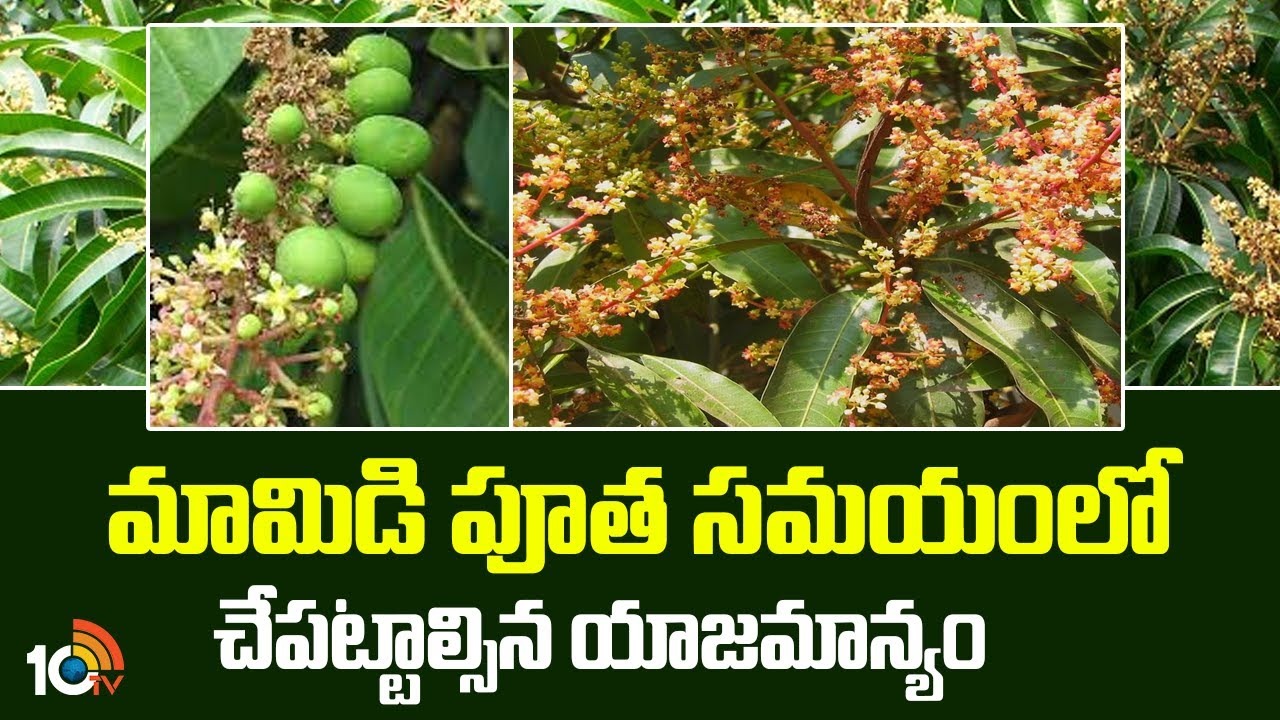 Mango Coating : మామిడి తోటల్లో ప్రారంభమైన పూత – ప్రస్తుతం చేపట్టాల్సిన యాజమాన్యం Mango Coating : మామిడి తోటల్లో ప్రారంభమైన పూత – ప్రస్తుతం చేపట్టాల్సిన యాజమాన్యం