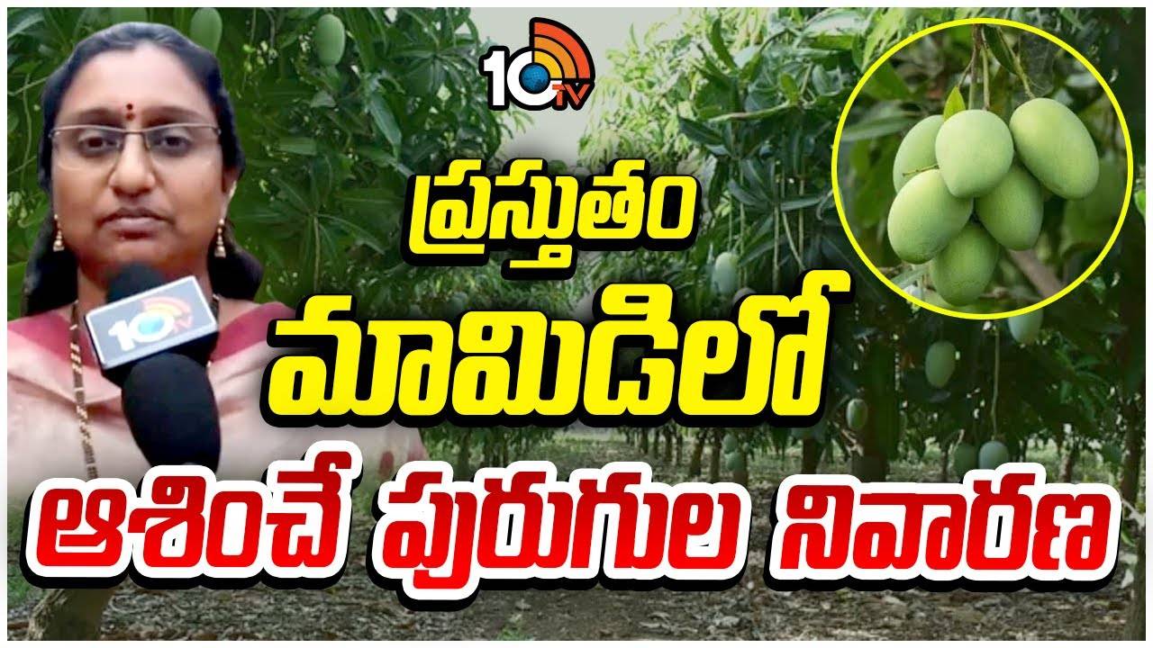 Mango Cultivation : ప్రస్తుతం మామిడిలో ఆశించే పురుగుల నివారణ Mango Cultivation : ప్రస్తుతం మామిడిలో ఆశించే పురుగుల నివారణ