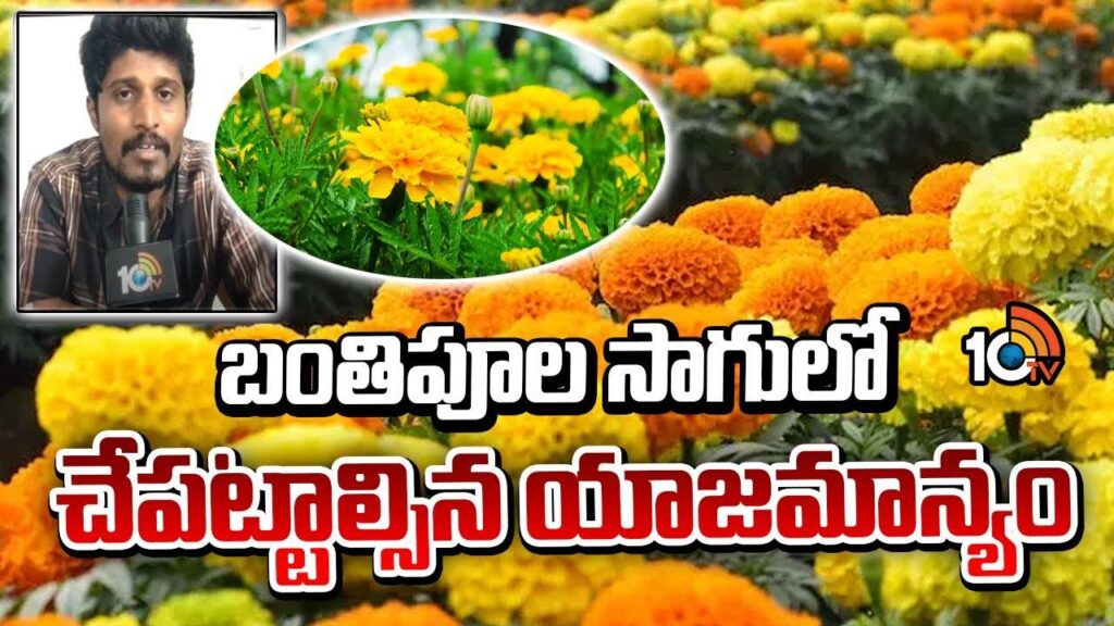 Marigold Farming