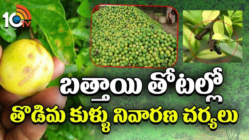 Mosambi Farming