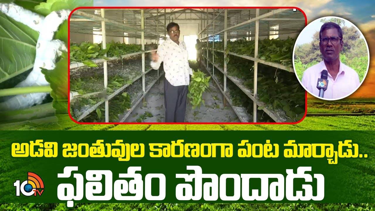 Mulberry Cultivation : కాసులు కురిపిస్తున్న పట్టుపురుగుల పెంపకం.. తక్కువ పెట్టుబడితో, ఏడాదంతా లాభాలు Mulberry Cultivation : కాసులు కురిపిస్తున్న పట్టుపురుగుల పెంపకం.. తక్కువ పెట్టుబడితో, ఏడాదంతా లాభాలు
