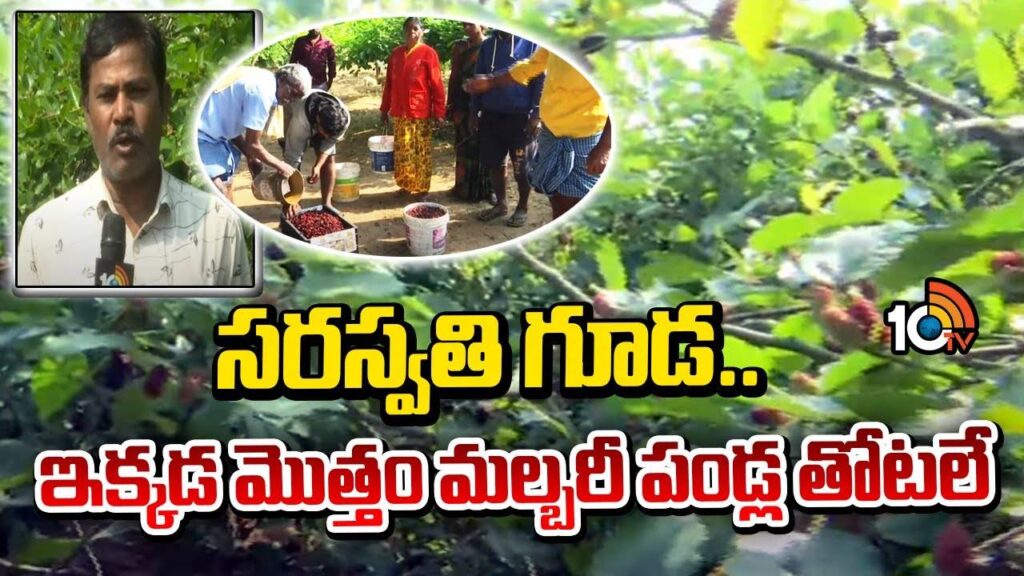 Mulberry Fruit Farming