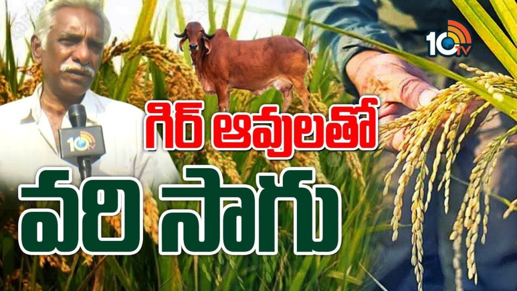 Paddy Cultivation with Gir Cows