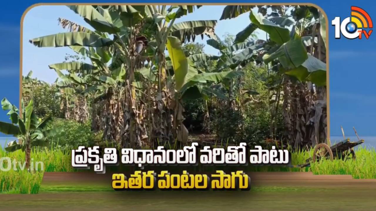 Vegetable Cultivation : వరితో పాటు కూరగాయల సాగు.. తక్కువ పెట్టుబడితో అధిక దిగుబడి పొందాలంటే? Vegetable Cultivation : వరితో పాటు కూరగాయల సాగు.. తక్కువ పెట్టుబడితో అధిక దిగుబడి పొందాలంటే?