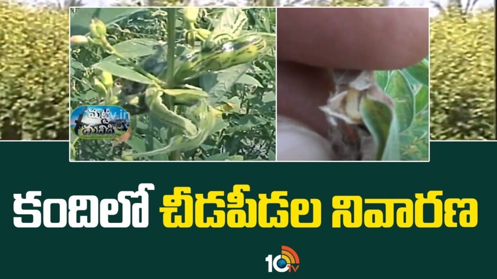 Pest Control in Kandi Cultivation