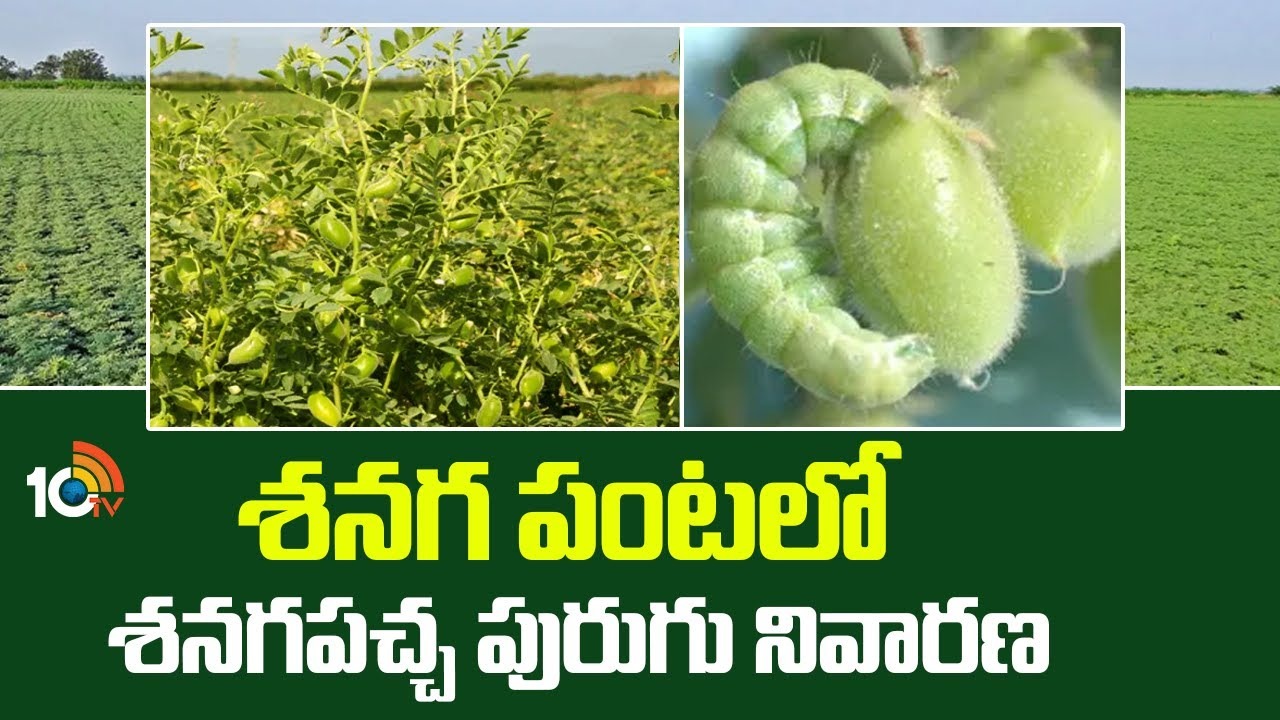 Bean Crop Cultivation : శనగ పంటలో శనగపచ్చ పురుగు నివారణ Bean Crop Cultivation : శనగ పంటలో శనగపచ్చ పురుగు నివారణ
