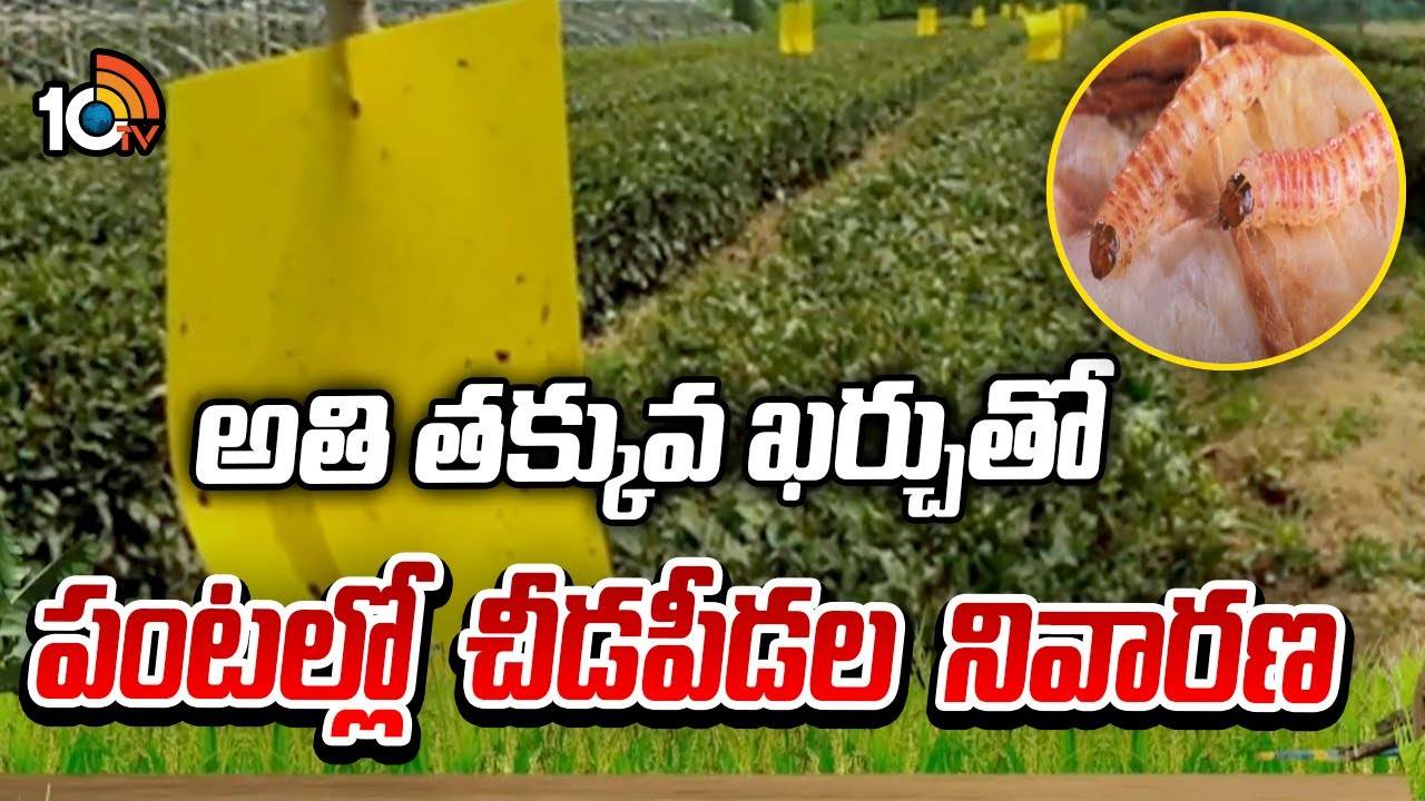 Pest Control Crops : అతి తక్కువ ఖర్చుతో పంటల్లో చీడపీడల నివారణ Pest Control Crops : అతి తక్కువ ఖర్చుతో పంటల్లో చీడపీడల నివారణ