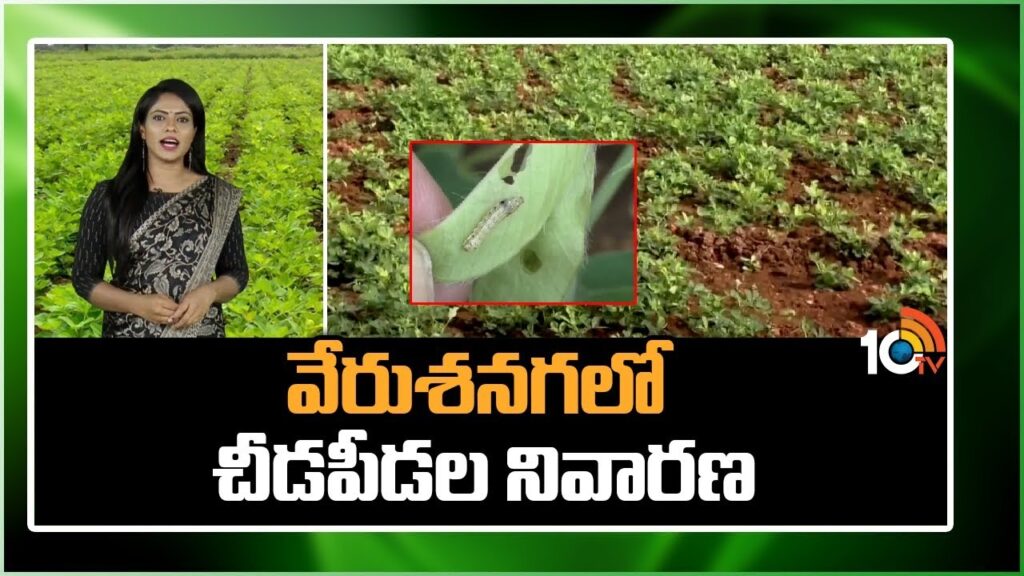 Pests and Diseases in Groundnut
