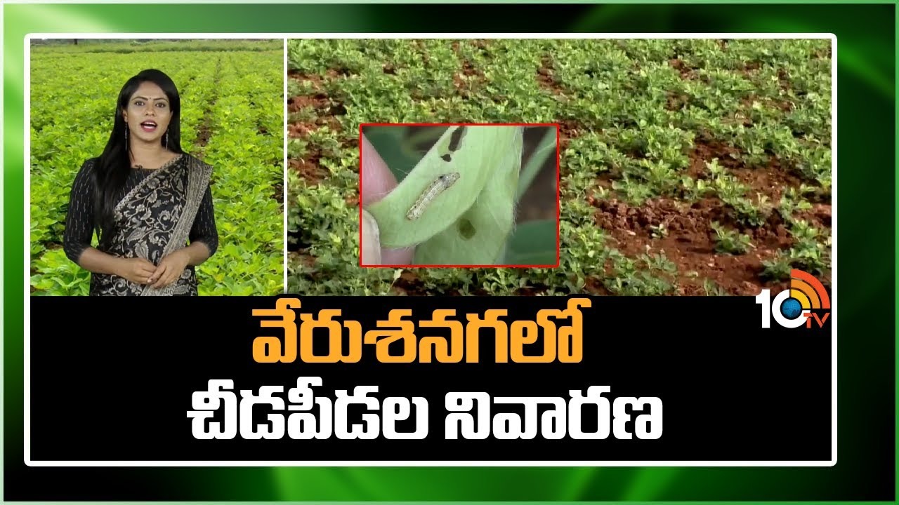 Groundnut Season : వేరుశనగలో పెరుగుతున్న చీడపీడల ఉధృతి – నివారణకు చేపట్టాల్సిన చర్యలు Groundnut Season : వేరుశనగలో పెరుగుతున్న చీడపీడల ఉధృతి – నివారణకు చేపట్టాల్సిన చర్యలు