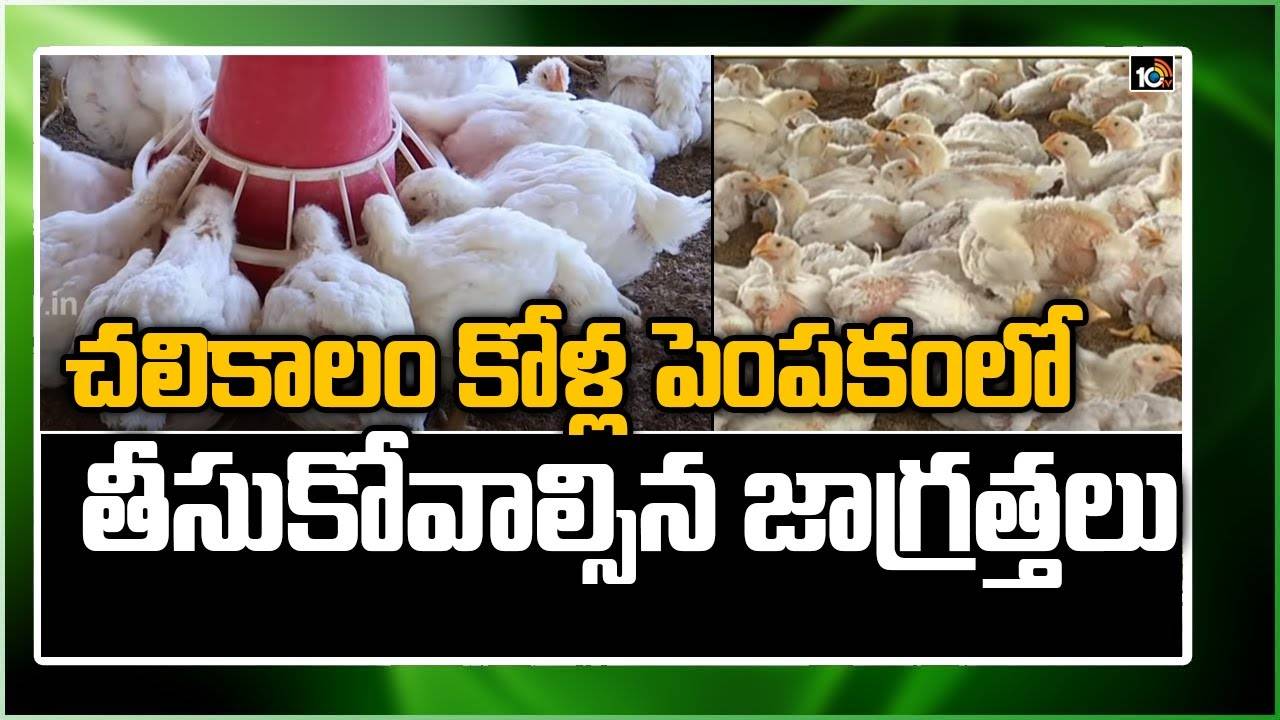 Poultry Farming : చలికాలంలో కోళ్లపై రోగాల దాడి – జాగ్రత్తలు పాటిస్తే అధికోత్పత్తి Poultry Farming : చలికాలంలో కోళ్లపై రోగాల దాడి – జాగ్రత్తలు పాటిస్తే అధికోత్పత్తి