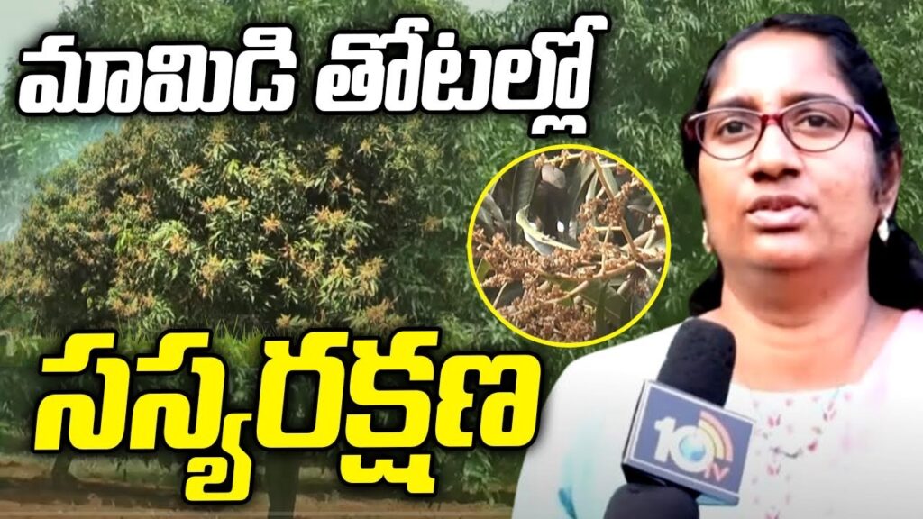 Pre Flowering management in Mango Telugu