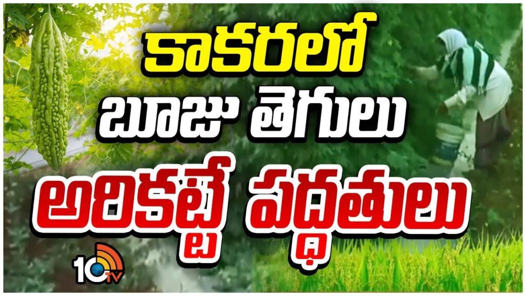 Prevention Of Powdery Mildew In Kakara