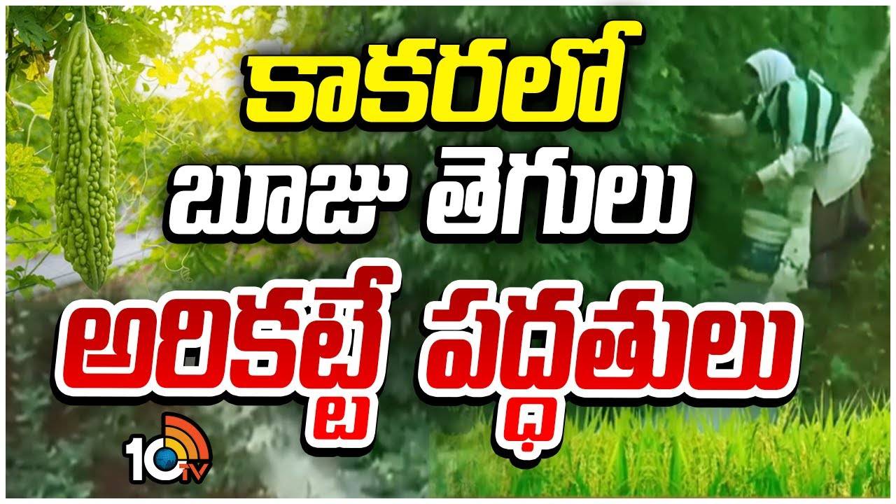 Kakara Cultivation : పందిరి కూరగాయలకు బూడిద తెగులు Kakara Cultivation : పందిరి కూరగాయలకు బూడిద తెగులు
