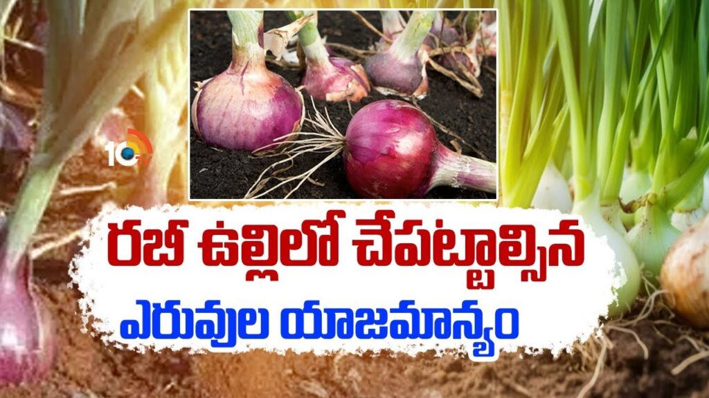 rabi onion cultivation techniques in telugu