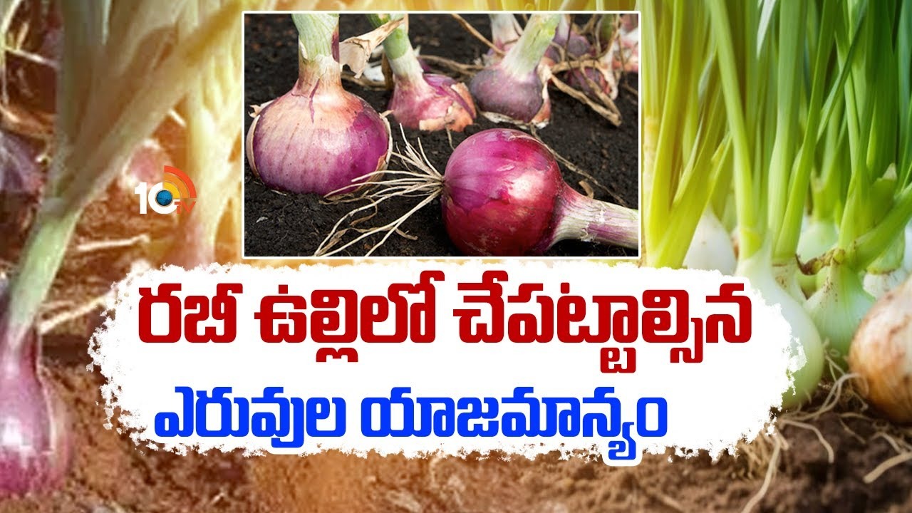 Rabi Onion Cultivation : కొనసాగుతున్న రబీ ఉల్లిసాగు – అధిక దిగుబడులకు ఎరువులు, నీటి యాజమాన్యం Rabi Onion Cultivation : కొనసాగుతున్న రబీ ఉల్లిసాగు – అధిక దిగుబడులకు ఎరువులు, నీటి యాజమాన్యం