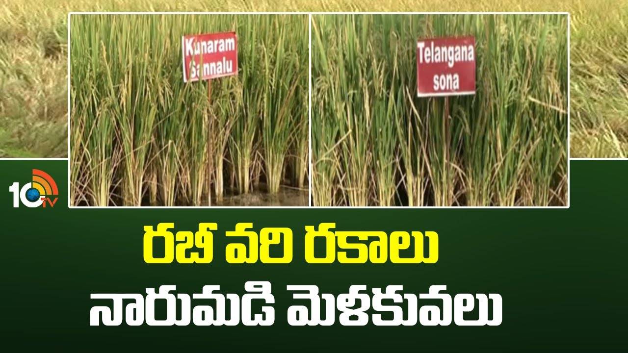 Rabi Paddy Varieties : రబీ వరి రకాలు – నారుమడి మెళకువలు Rabi Paddy Varieties : రబీ వరి రకాలు – నారుమడి మెళకువలు