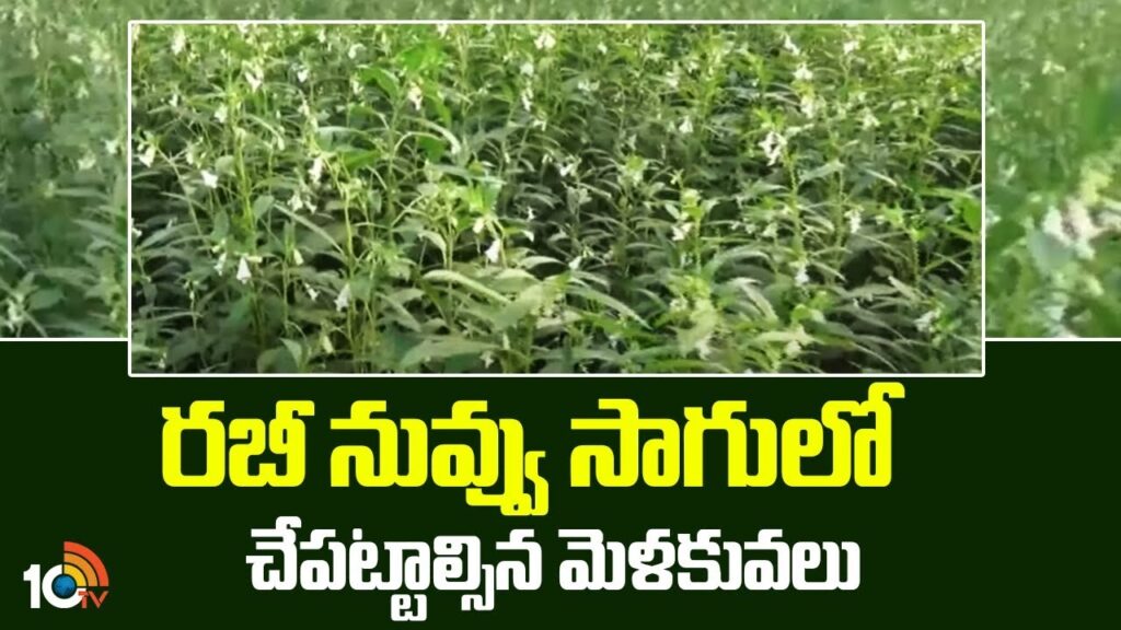 Rabi Sesamum Cultivation