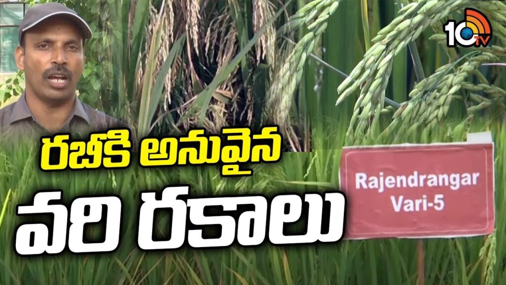 Rice Cultivation In Rabi Season