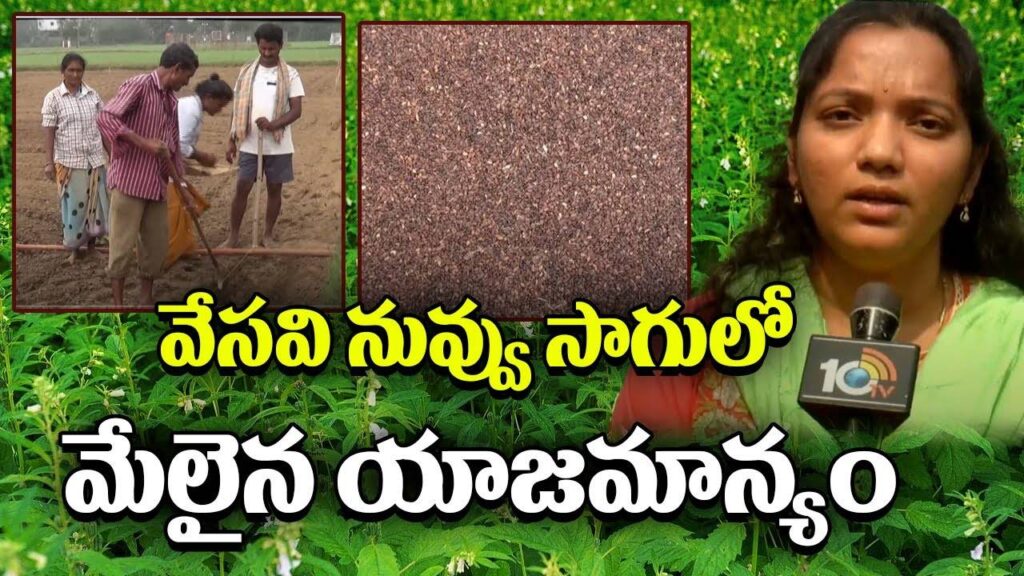 Sesame Cultivation